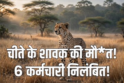 Kuno Cheetah Death