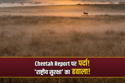 Kuno cheetah post-mortem RTI denial national security