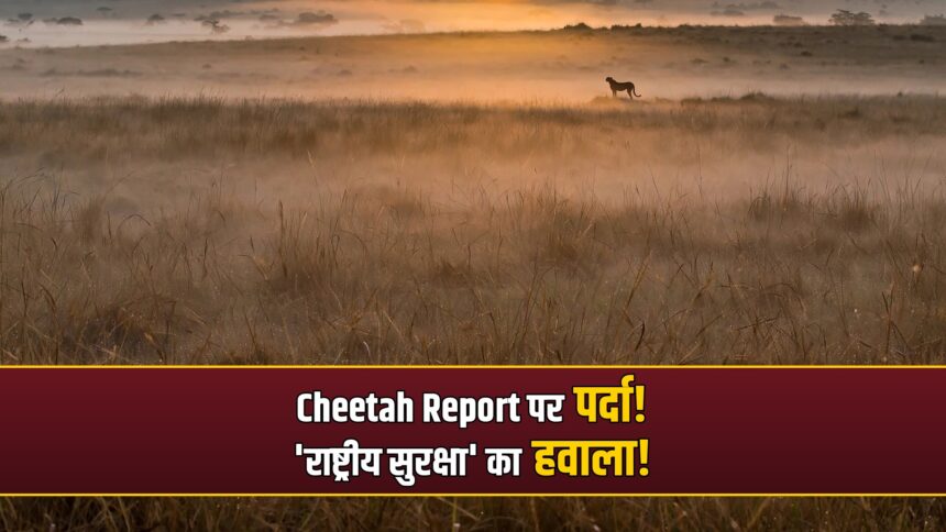 Kuno cheetah post-mortem RTI denial national security
