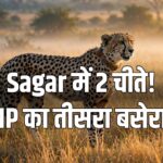 Sagar cheetah release Rani Durgavati Tiger Reserve